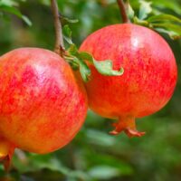 Punica granatum - Grenadier à fruits- formation tortueuse