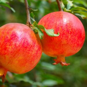 Punica granatum - Grenadier à fruits- formation droite