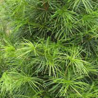 Sciadopitys verticillata / Pin japonais