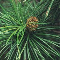Sciadopitys verticillata / Pin japonais – Image 3