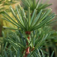 Sciadopitys verticillata / Pin japonais – Image 4