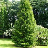 Sciadopitys verticillata / Pin japonais – Image 2