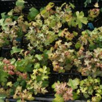 Acer campestris - Erable champêtre n°40 – Image 2
