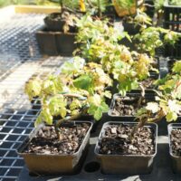 Acer campestris - Erable champêtre n°40 – Image 3