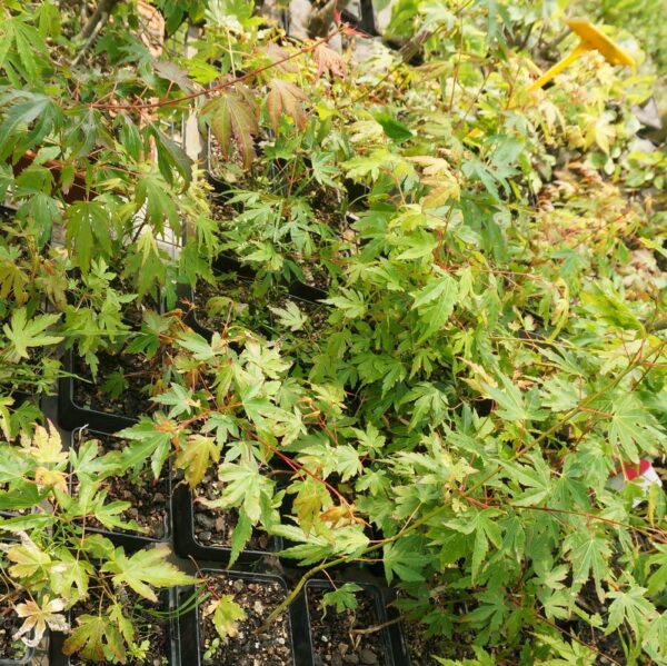 Acer palmatum – Erable japonais n°19 – Image 3
