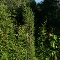 Cupressus sempervirens 'Pyramidalis' / Cyprès – Image 2