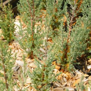 Cupressus sempervirens 'Pyramidalis' / Cyprès