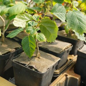 Hamamelis virginiana / Noisetier de sorcière