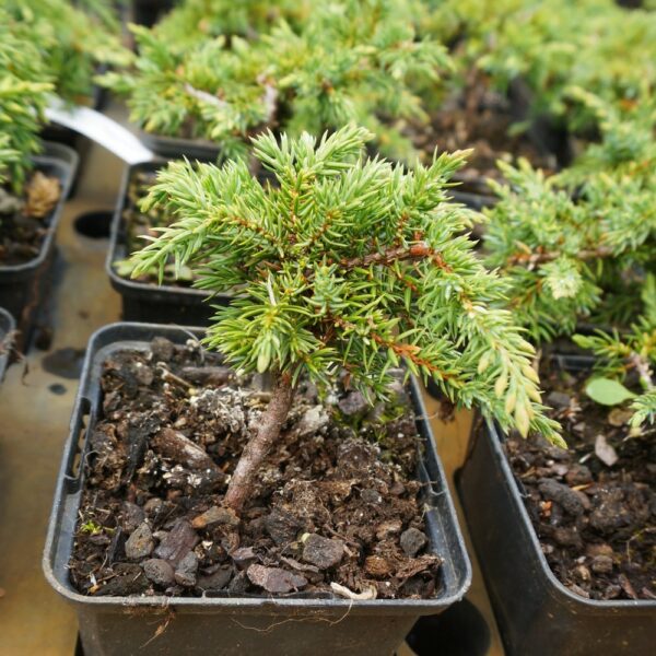 Juniperus communis 'Green Carpet' / Genévrier n°9 – Image 4