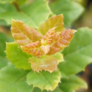 Quercus suber - Chêne liège