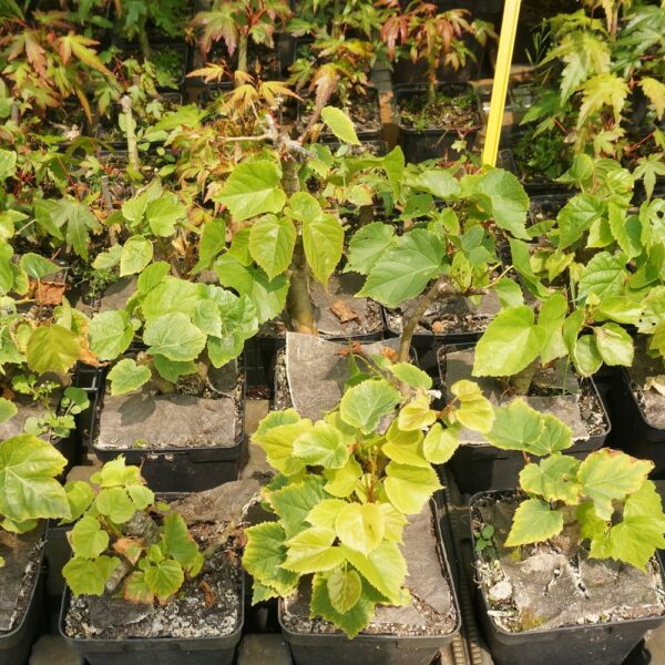 Tilia cordata / Tilleul à petites feuilles n°35 – Image 4