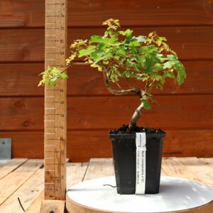 Acer campestris - Erable champêtre n°001