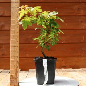 Acer campestris - Erable champêtre n°002