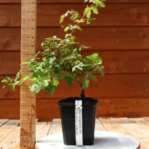 Acer campestris - Erable champêtre n°003