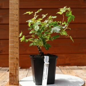 Acer campestris - Erable champêtre n°005