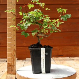 Acer campestris - Erable champêtre n°006