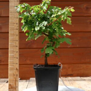 Acer campestris - Erable champêtre n°007