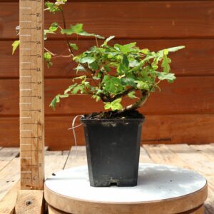 Acer campestris - Erable champêtre n°010