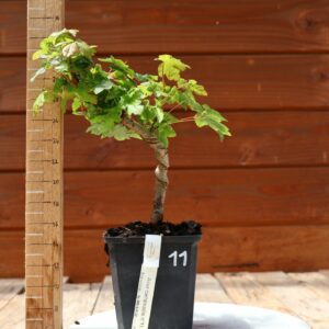 Acer campestris - Erable champêtre n°011