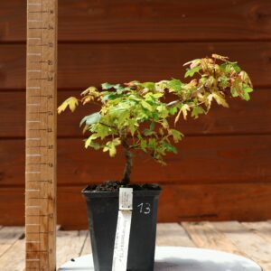 Acer campestris - Erable champêtre n°013