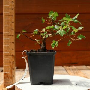 Acer campestris - Erable champêtre n°014