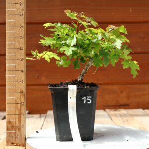 Acer campestris - Erable champêtre n°015