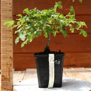 Acer campestris - Erable champêtre n°018