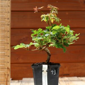 Acer campestris - Erable champêtre n°019