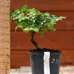 Acer campestris - Erable champêtre n°023