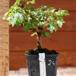 Acer campestris - Erable champêtre n°024