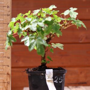 Acer campestris - Erable champêtre n°025