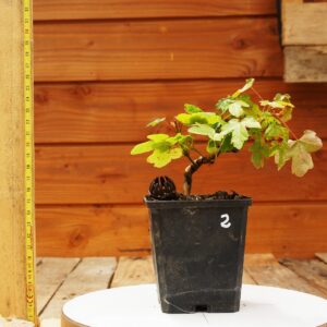 Acer campestris - Erable champêtre n°02