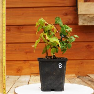 Acer campestris - Erable champêtre n°08