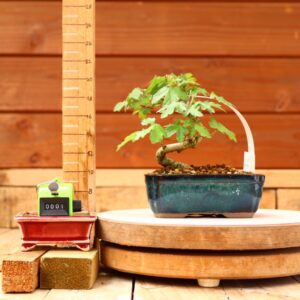 Acer campestris - Erable champêtre n°001