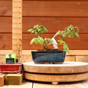 Acer campestris - Erable champêtre n°002