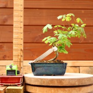 Acer campestris - Erable champêtre n°003