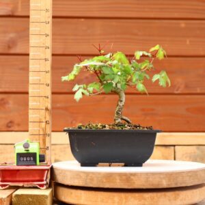 Acer campestris - Erable champêtre n°005