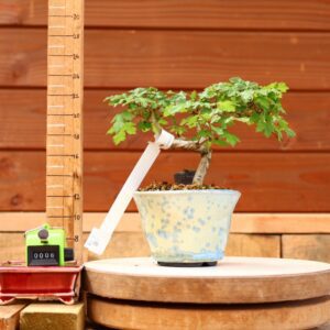 Acer campestris - Erable champêtre n°006