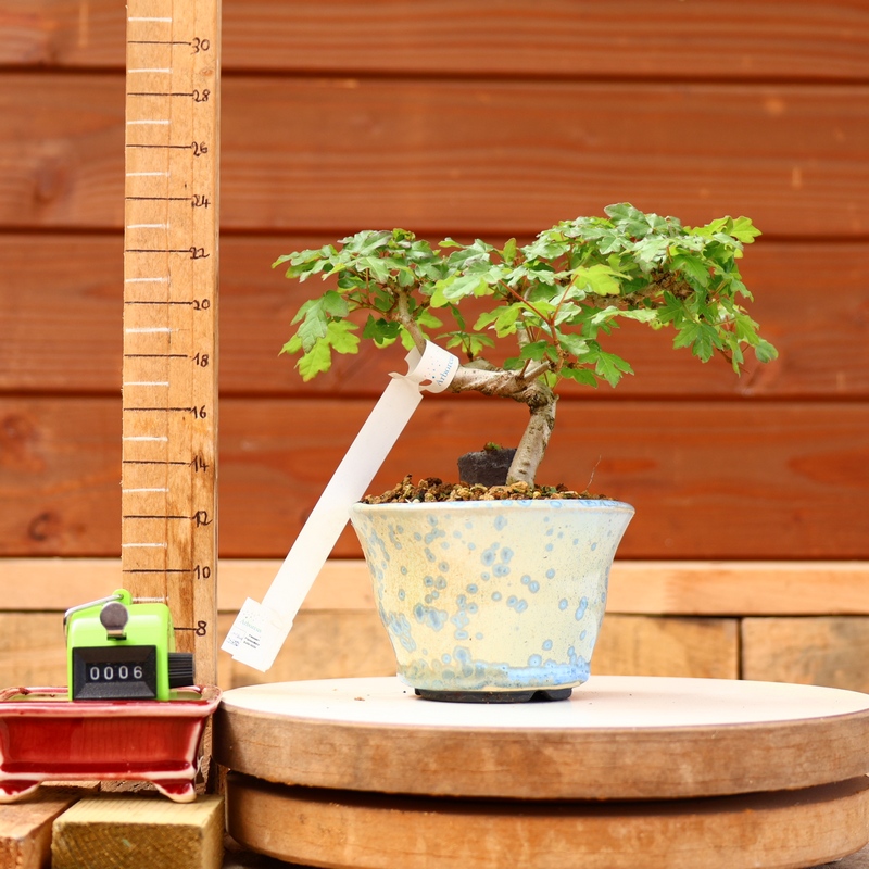 Acer campestris - Erable champêtre n°006