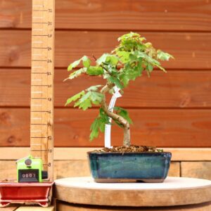 Acer campestris - Erable champêtre n°007