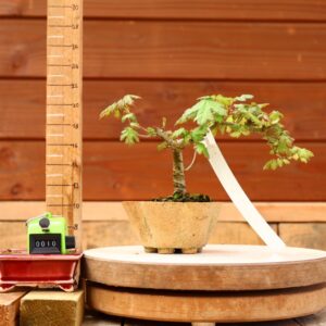 Acer campestris - Erable champêtre n°010