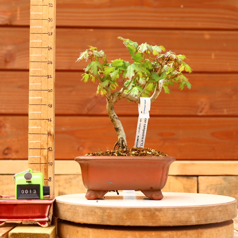 Acer campestris - Erable champêtre n°013