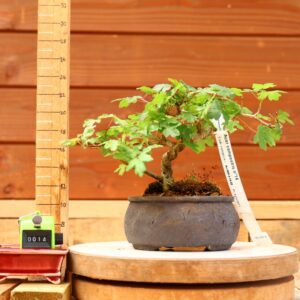 Acer campestris - Erable champêtre n°014