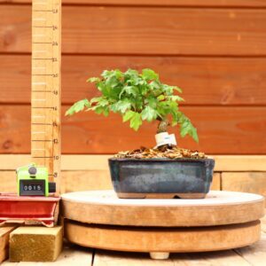 Acer campestris - Erable champêtre n°015