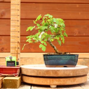 Acer campestris - Erable champêtre n°018