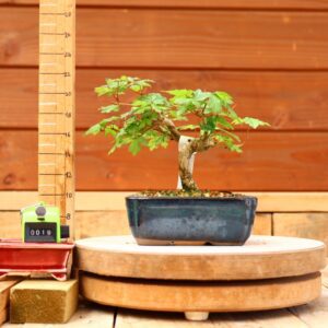 Acer campestris - Erable champêtre n°019