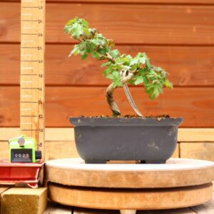 Acer campestris - Erable champêtre n°023
