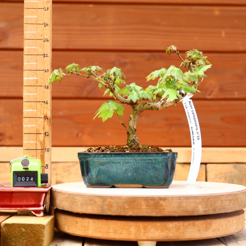 Acer campestris - Erable champêtre n°024