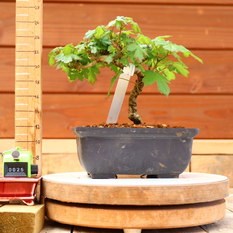 Acer campestris - Erable champêtre n°025