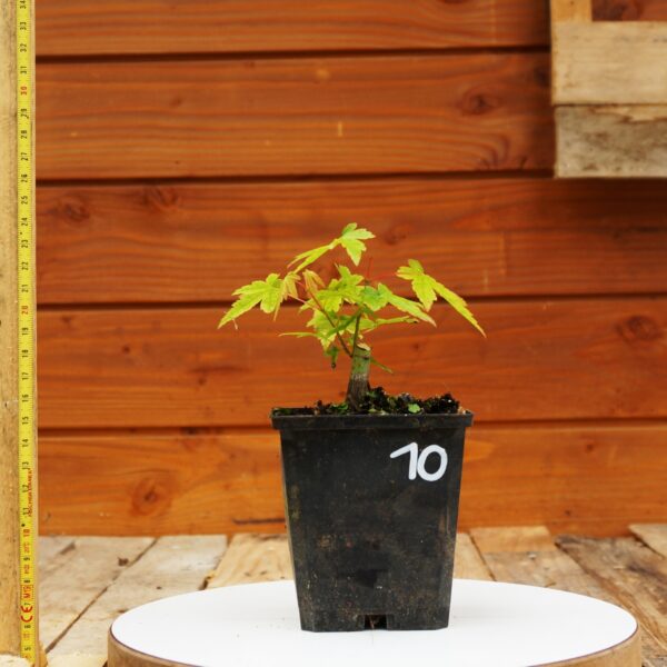 Acer palmatum - Erable japonais n°010 – Image 2